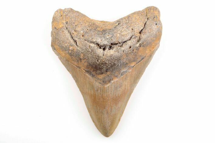 Serrated, Fossil Megalodon Tooth - North Carolina #200645